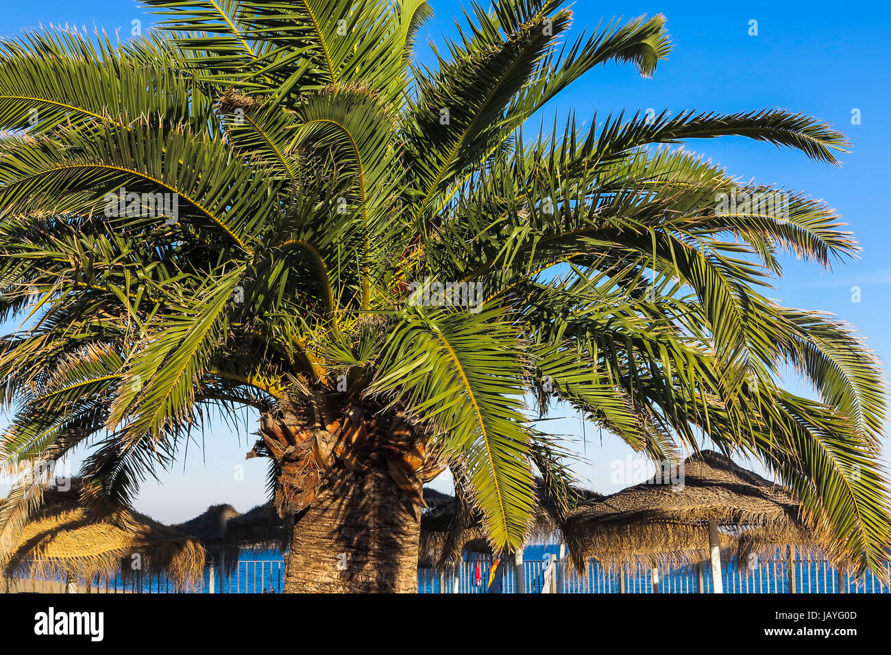 Palm et palm-couvertes de parasols Banque D'Images