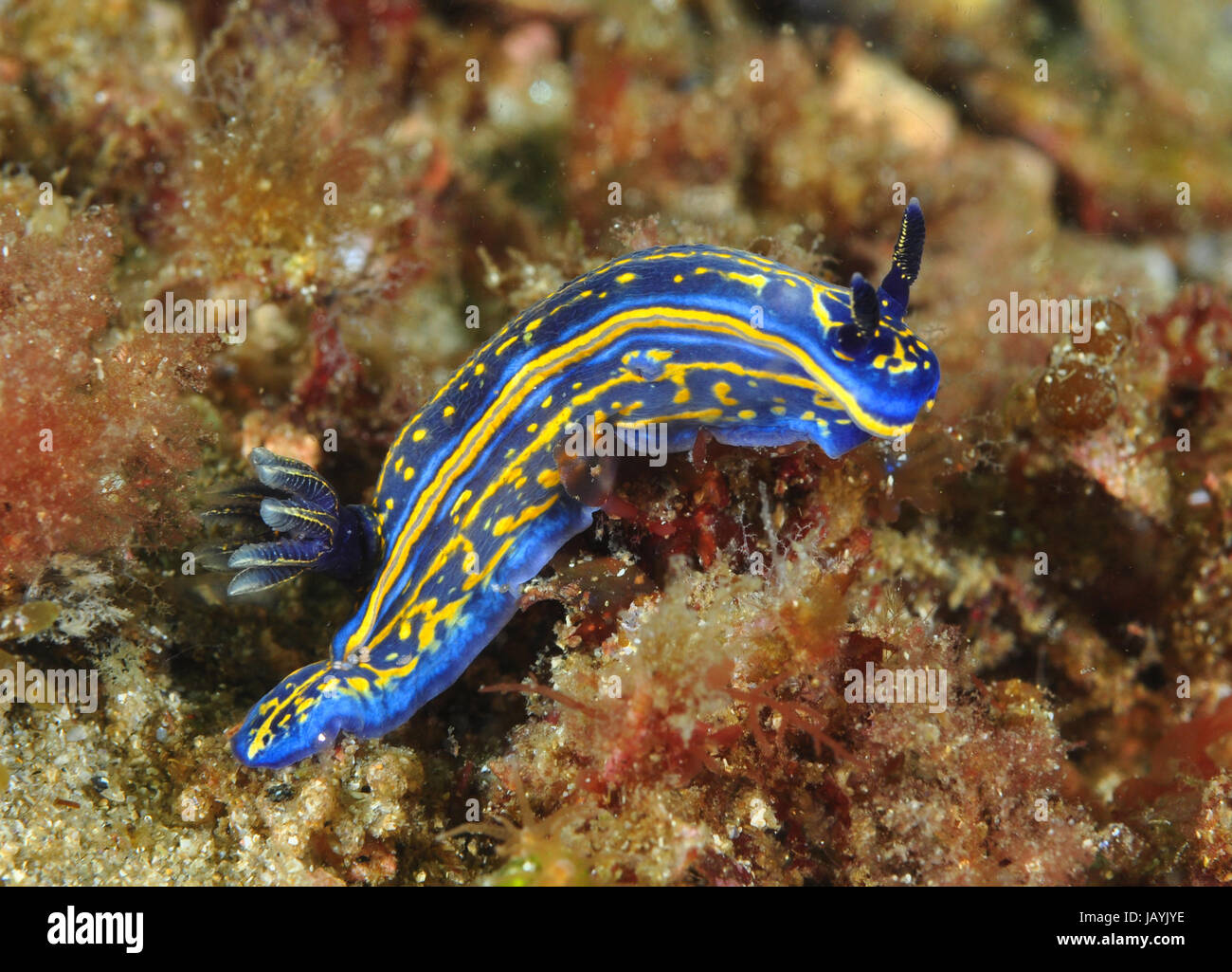 Limace de mer colorés dans un fond rocheux couverts d'algues Banque D'Images