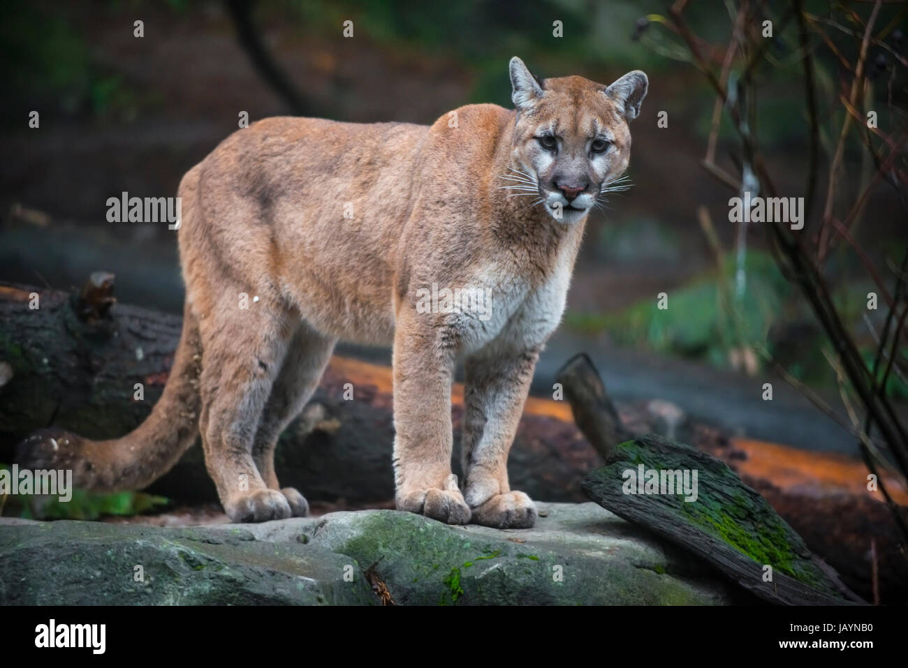 Belle Des profils avec Mountain Lion portrait en gros Banque D'Images