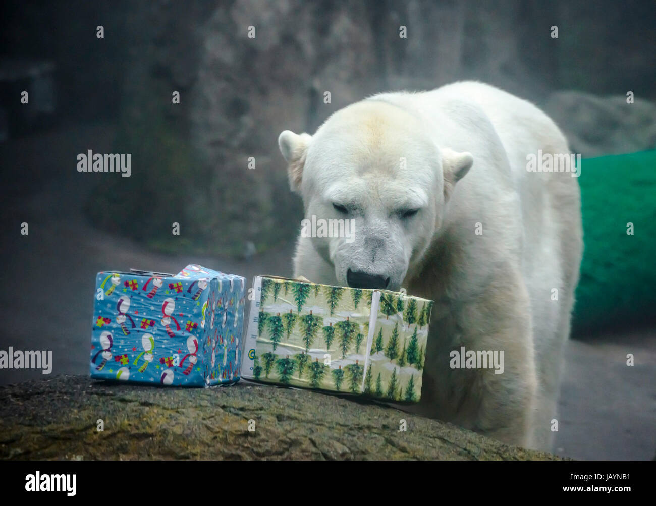 Déballage de l'ours polaire présente chrismtas Banque D'Images