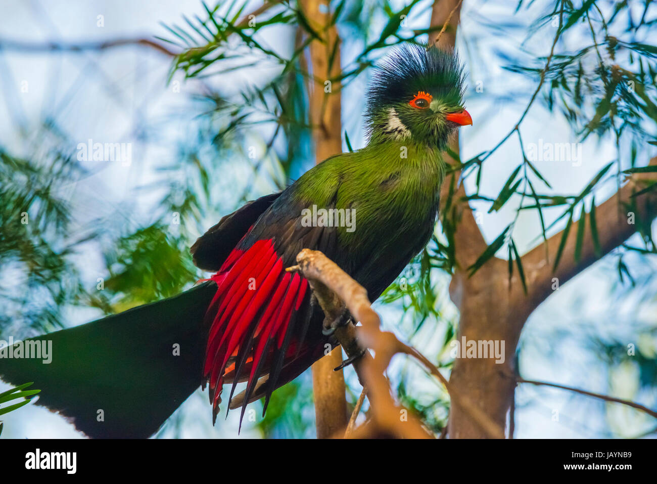 Touraco Guinée également connu sous le nom de touraco vert - Tauraco persa Banque D'Images