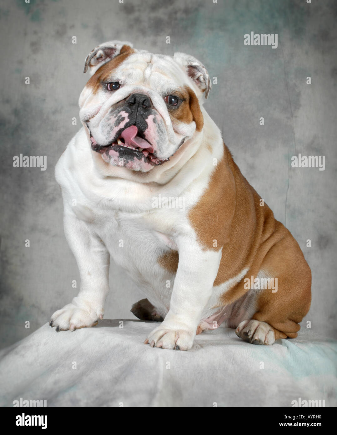 Bulldog Anglais Le Plus Vieux Du Monde Bulldog anglais portrait - 4 ans Photo Stock - Alamy