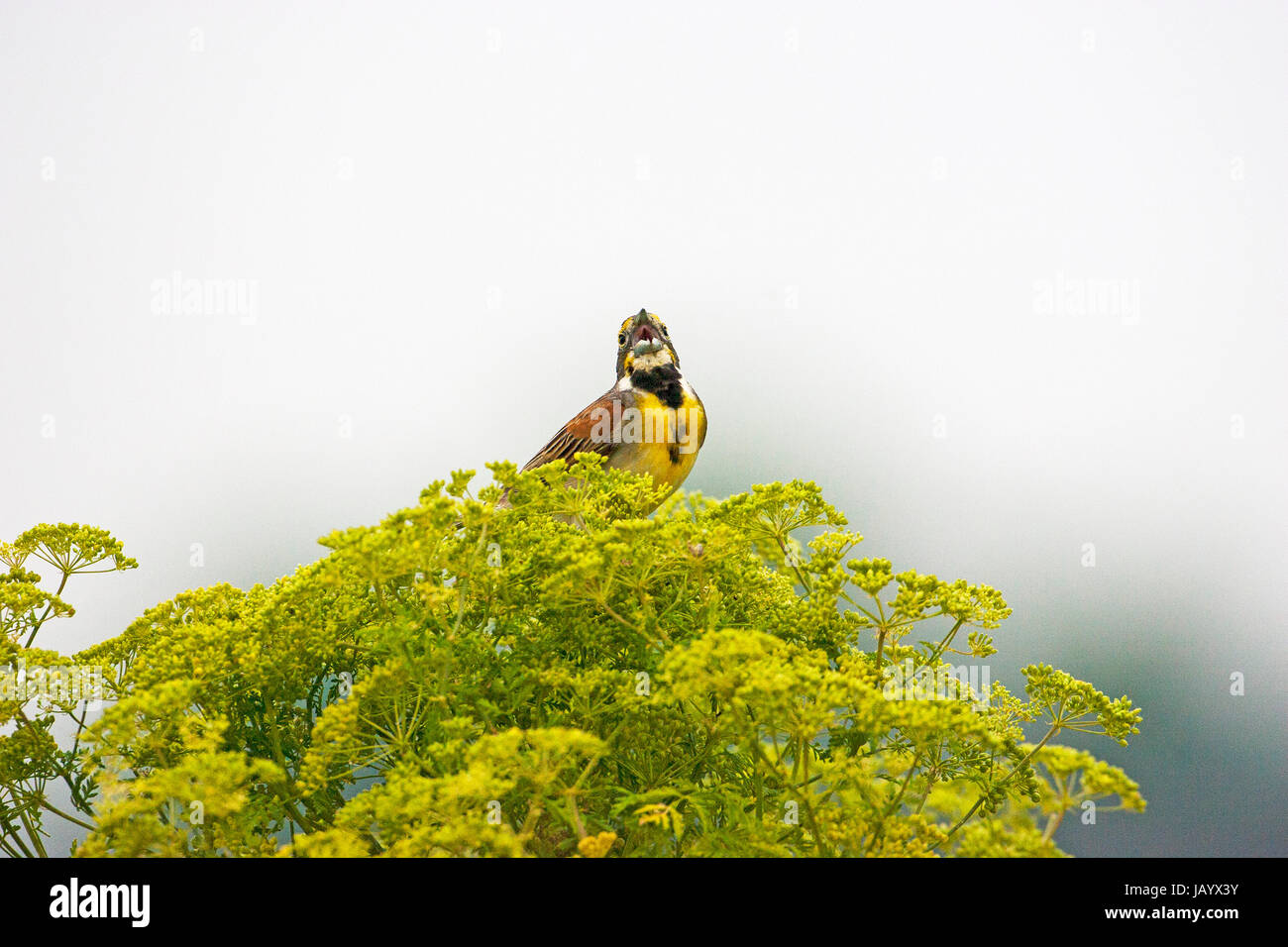 Dickcissel Spiza americana chantant du haut d'une usine umbelifer Cheyenne Bottoms Faune Barton County Kansas USA Juillet 2015 Banque D'Images