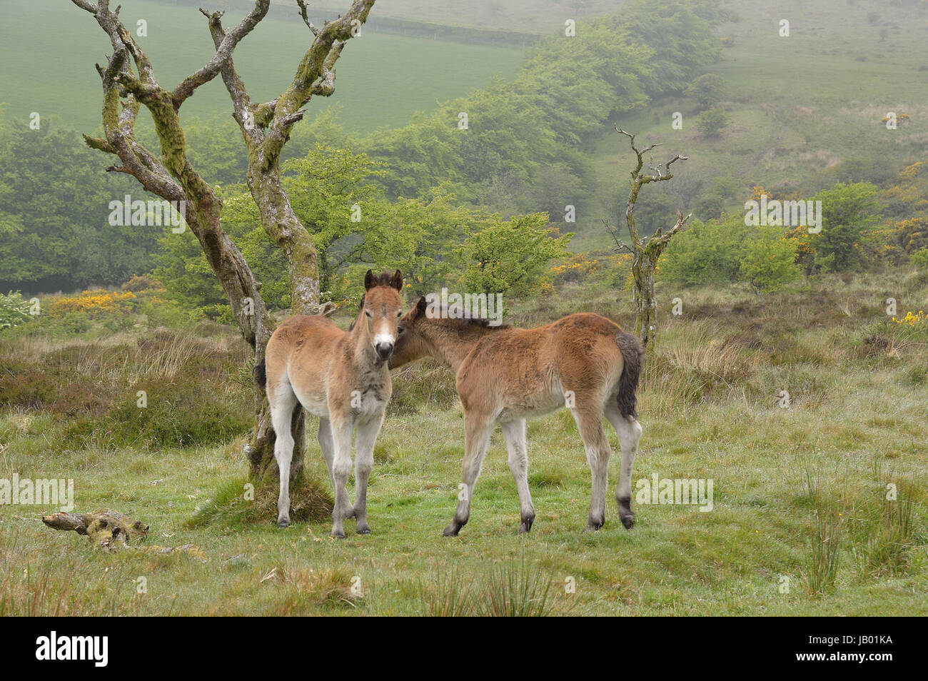 Poneys Banque D'Images