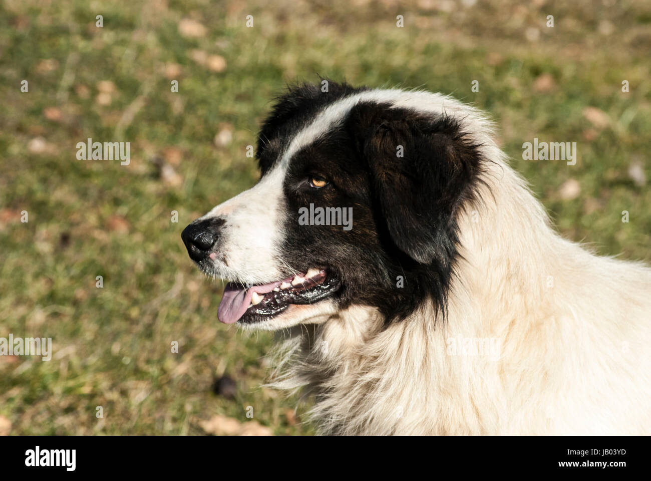 Chien fourrure Banque D'Images