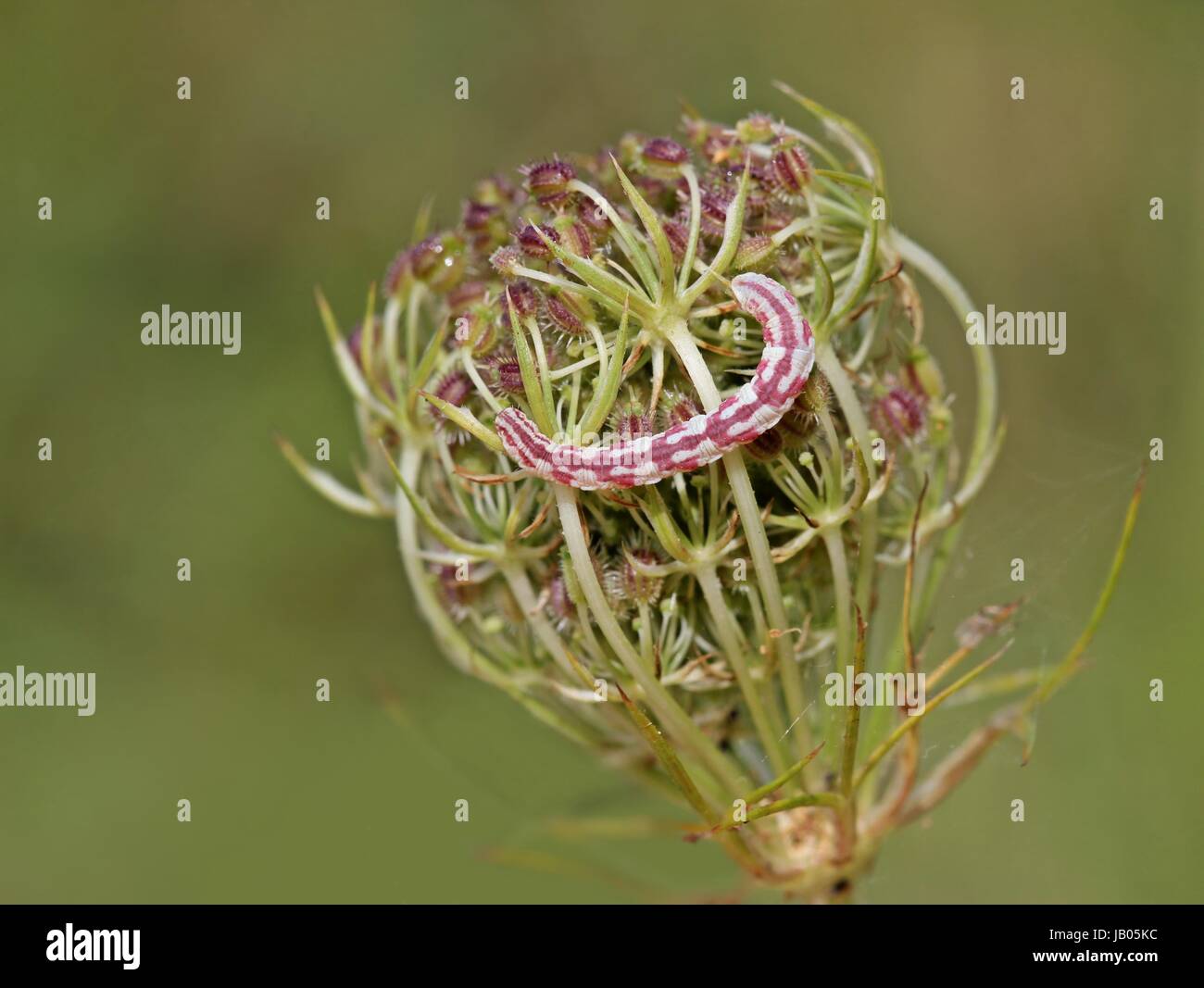 Tendeur de chenille de mondfleckigen centaureata eupithecia (fleurs) Banque D'Images