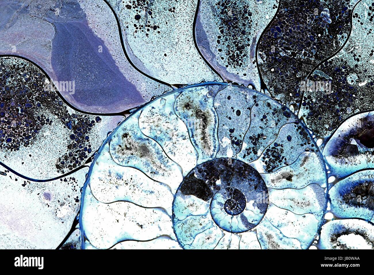 Fossile d'ammonite, tranchés avec structure interne Banque D'Images