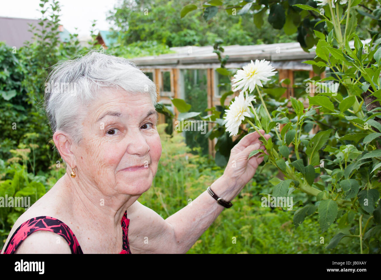 Une femme âgée avec dahlias blancs dans le jardin d'été Banque D'Images