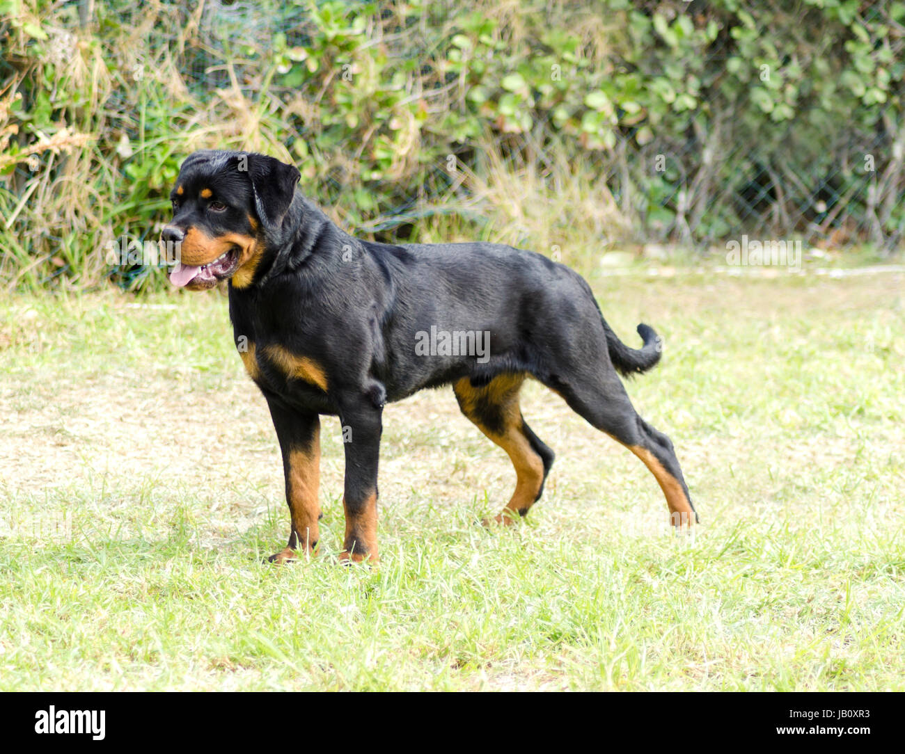 Un sain, robuste et fièrement à la Rottweiler debout sur l'herbe. Rotweillers sont bien connus pour être des chiens intelligents et très bons protecteurs. Banque D'Images