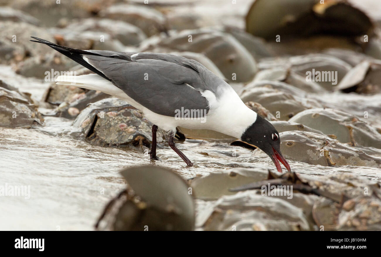 Atlantic limule (Limulus polyphemus) et (leucophaeus atricilla laughing gull), les goélands se nourrissent d'œufs de limules, Delaware Bay, New Jerse Banque D'Images