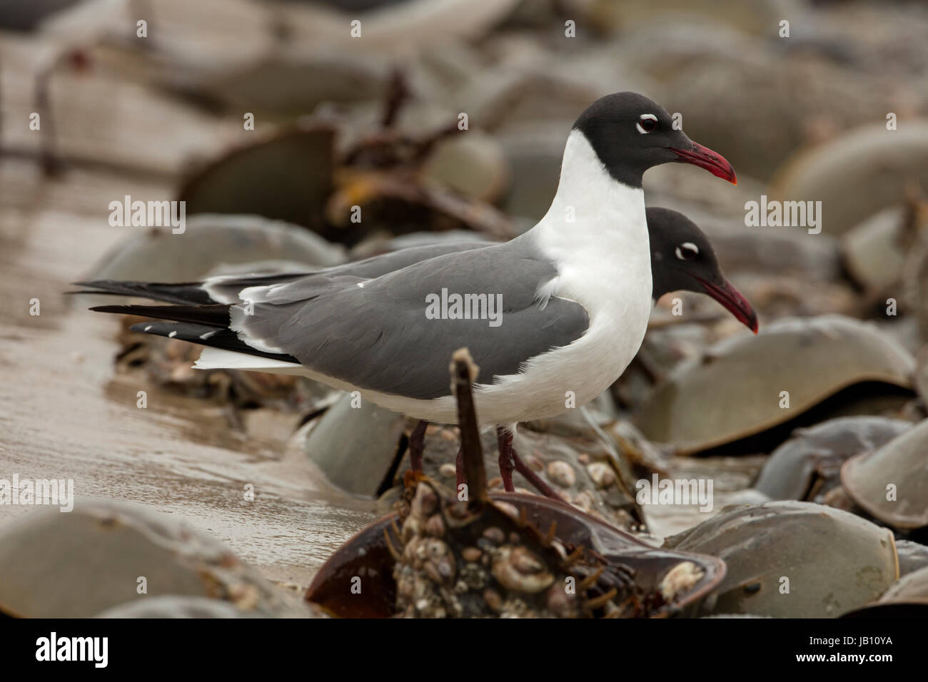 Atlantic limule (Limulus polyphemus) et (leucophaeus atricilla laughing gull), les goélands se nourrissent d'œufs de limules, Delaware Bay, New Jerse Banque D'Images