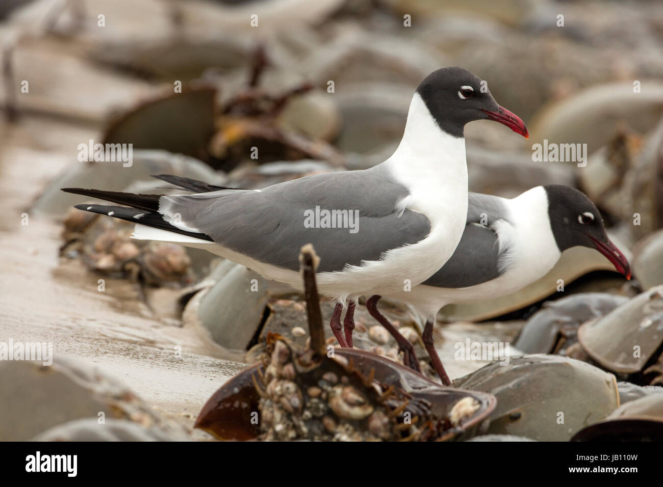 Atlantic limule (Limulus polyphemus) et (leucophaeus atricilla laughing gull), les goélands se nourrissent d'œufs de limules, Delaware Bay, New Jerse Banque D'Images