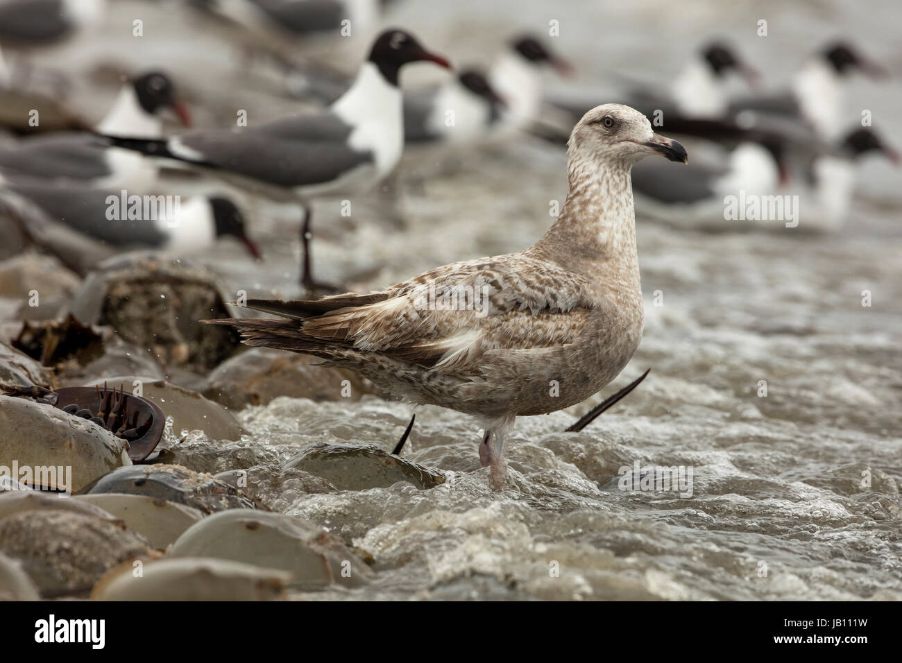 Goéland marin Great black (Limulus polyphemus), immatures avec les crabes à cheval (Limulidae) et Gull (Leucophaeus atricilla laughing) Delaware Bay, New J Banque D'Images