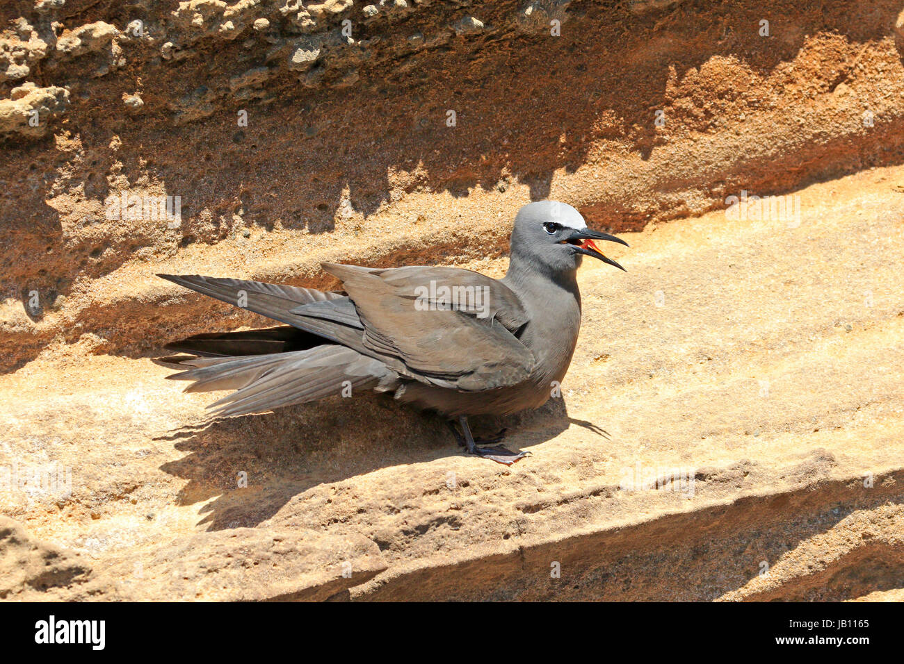 Noddi brun perché sur la falaise de lave Banque D'Images