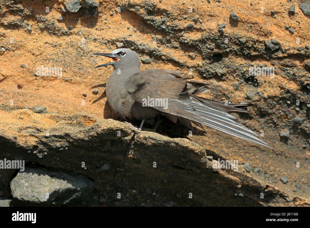 Noddi brun perché sur la falaise de lave Banque D'Images