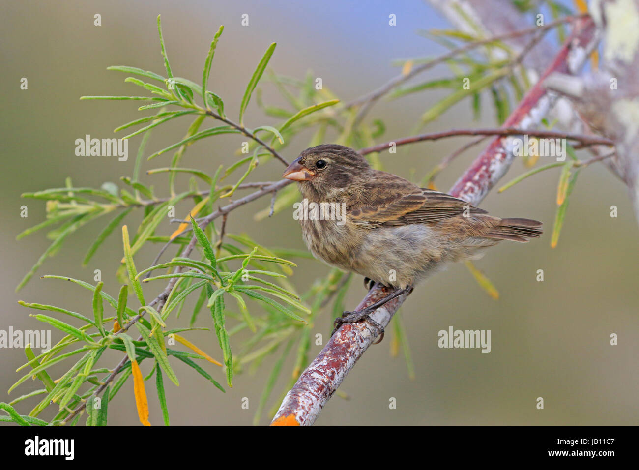 Finch Galapagos femelle peut-être un petit terrain Finch de Galápagos Banque D'Images