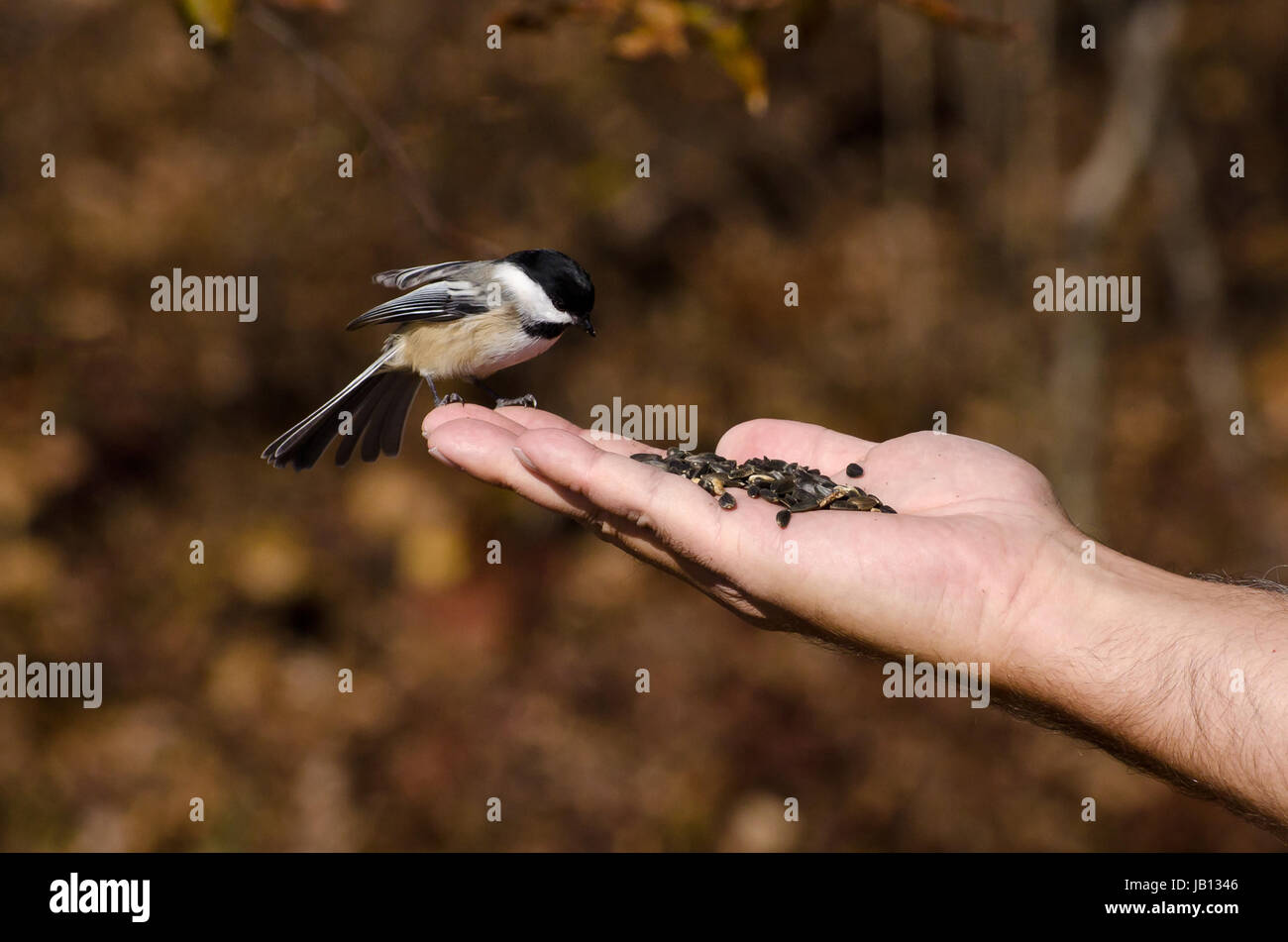 Black-Capped Chickadee manger d'une main Banque D'Images