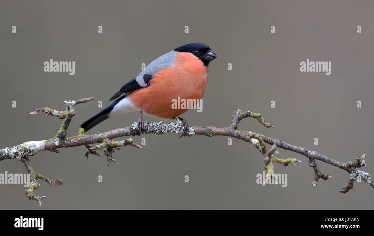 Bouvreuil (Pyrrhula pyrrhula), homme assis sur la Réserve de biosphère de la direction générale, Jura souabe, Bade-Wurtemberg, Allemagne Banque D'Images