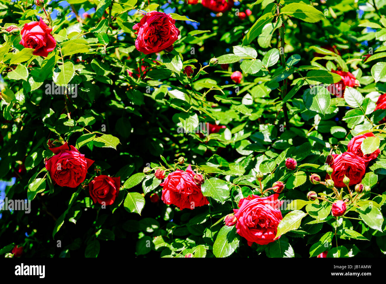 Belles roses rouges jardin en été Banque D'Images