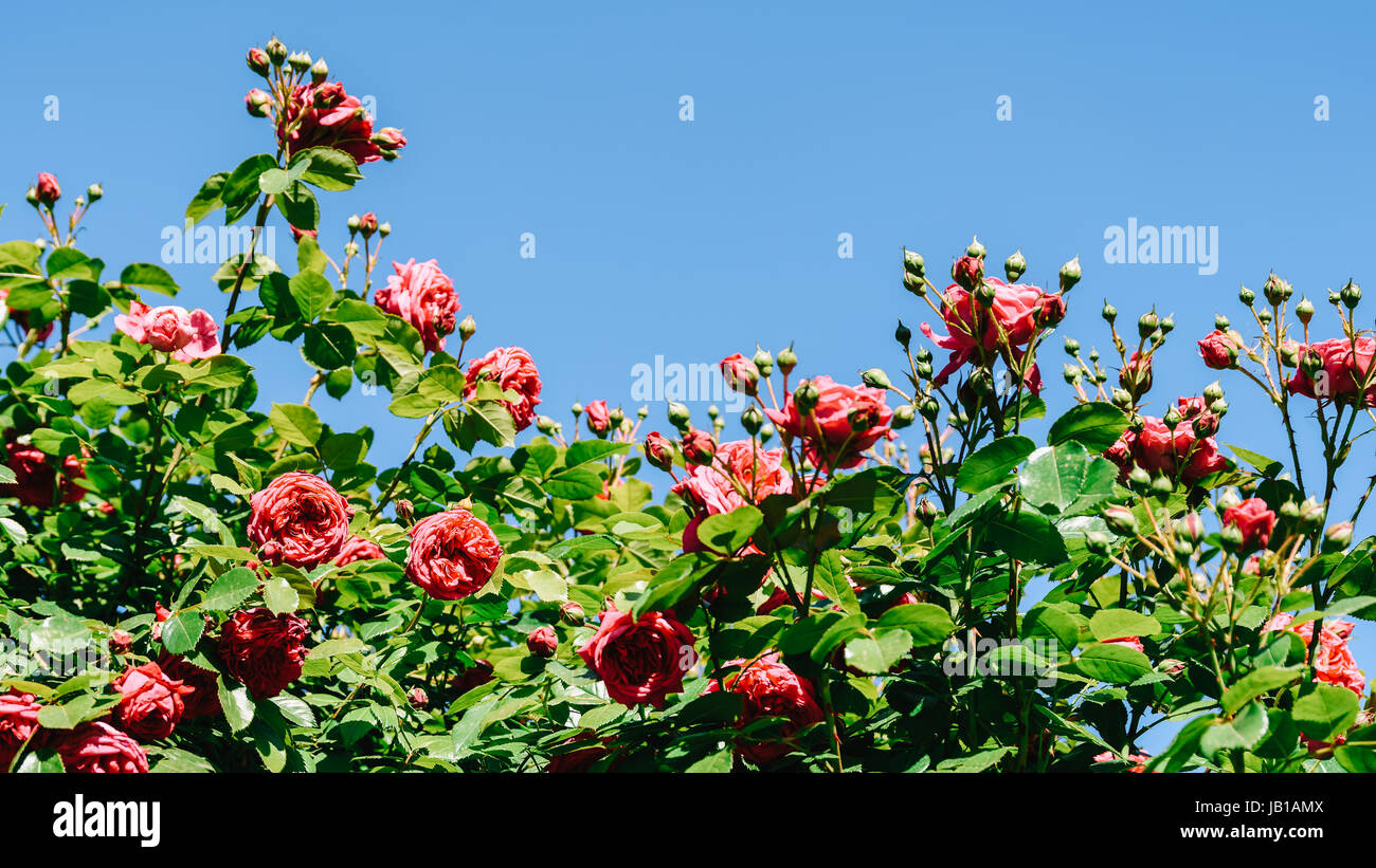 Belles roses rouges jardin en été Banque D'Images