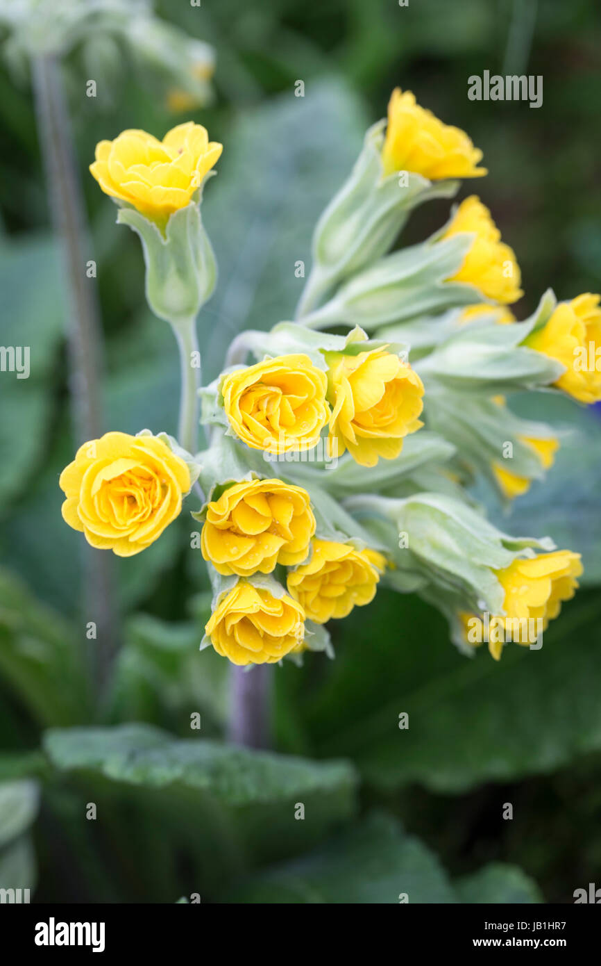 Primula veris 'Katy' McSparron Banque D'Images