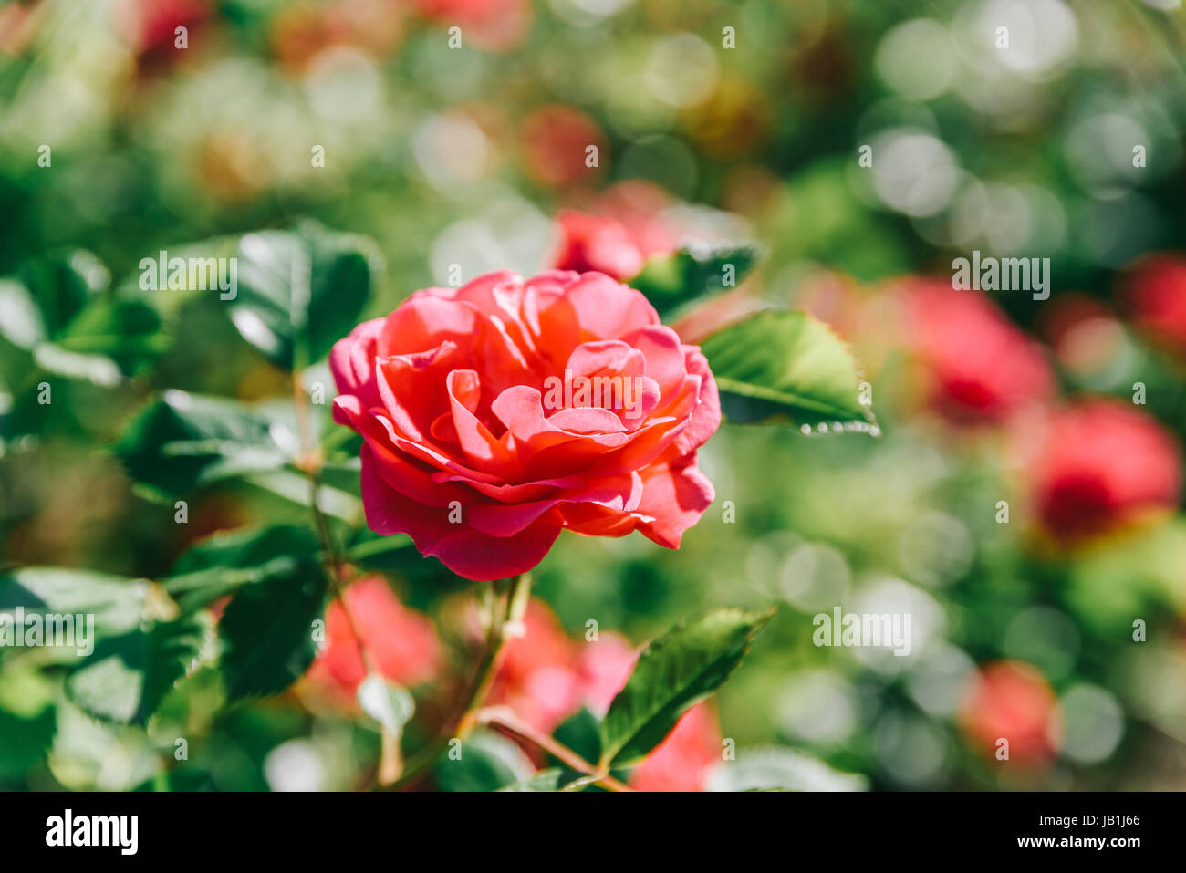 Belle Rose Rose jardin en été Banque D'Images