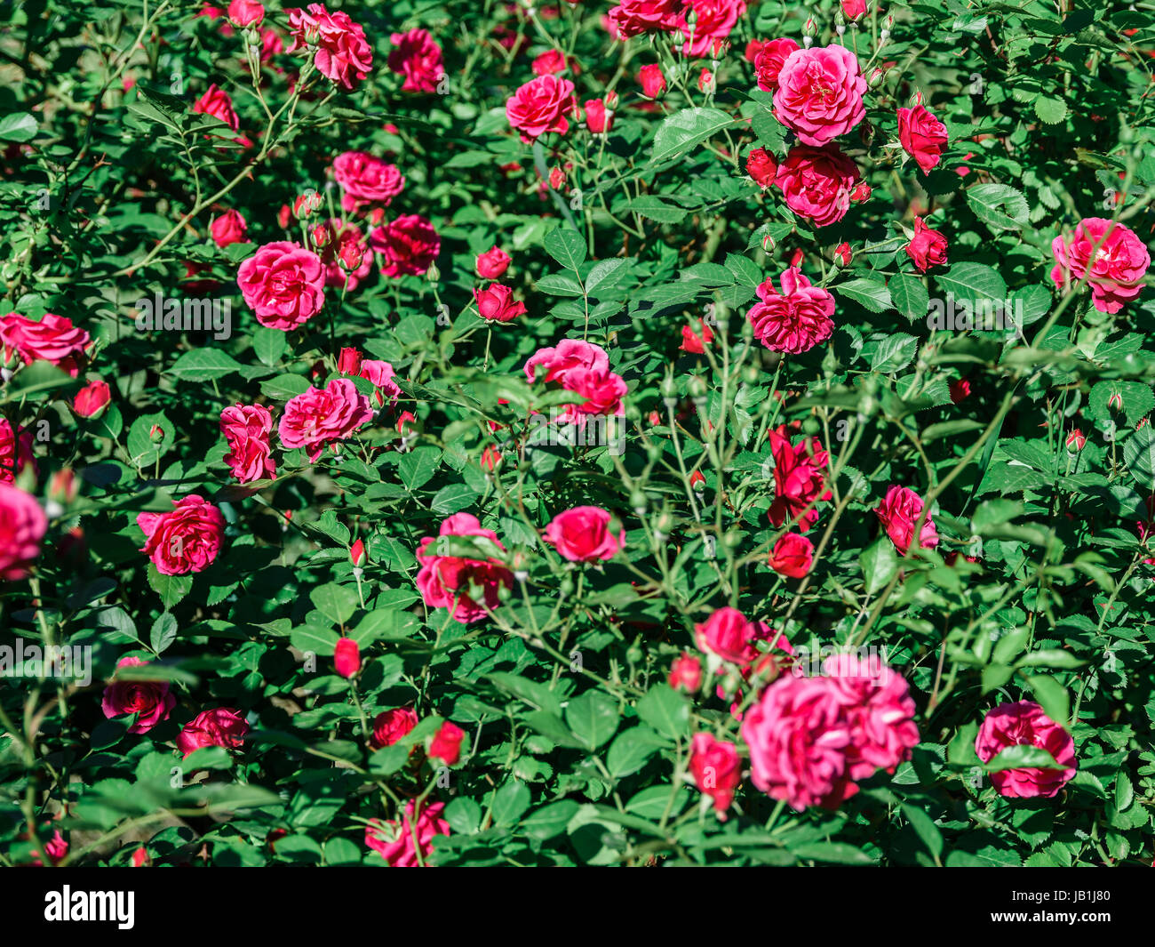 Belle Rose Rose jardin en été Banque D'Images
