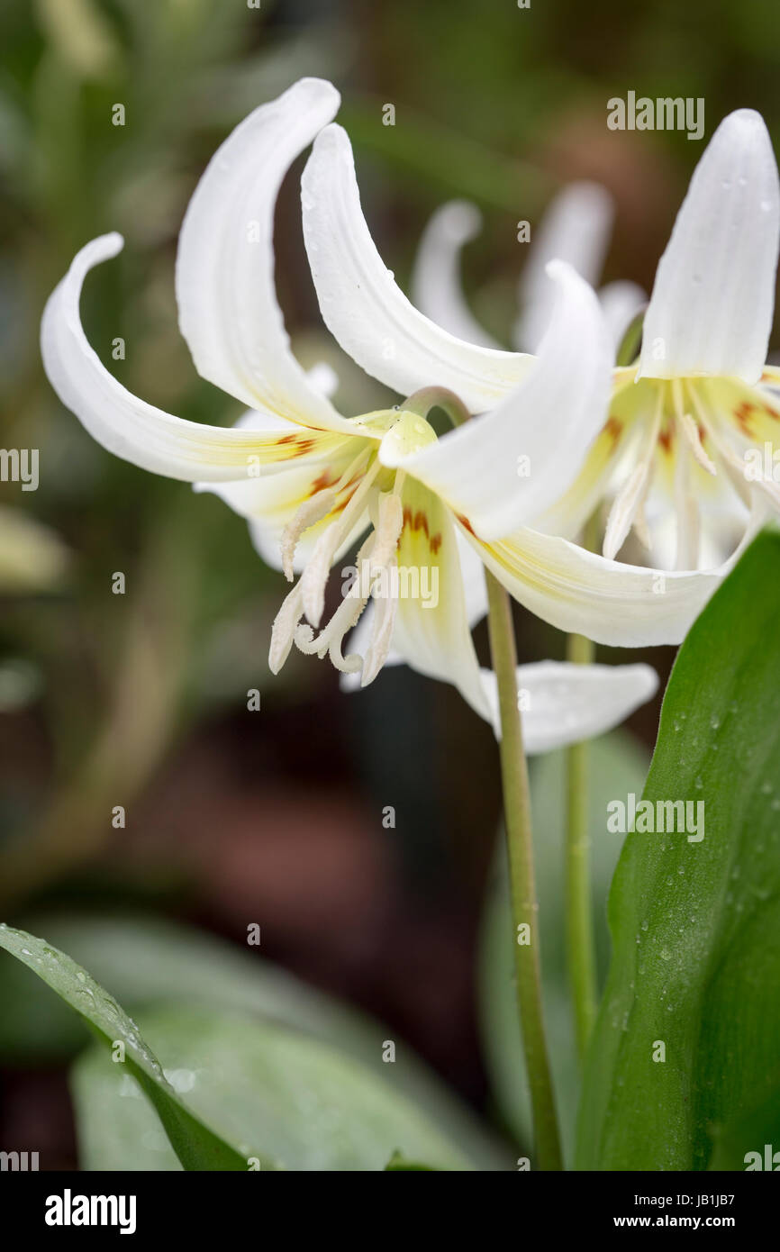 L'Erythronium 'White Beauty' Banque D'Images