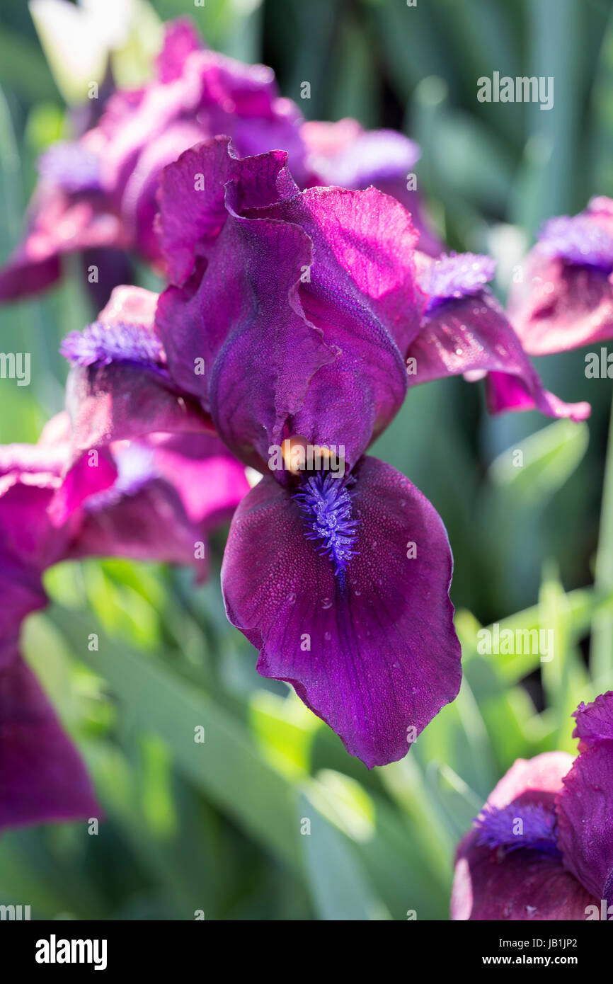 Iris 'Cherry Garden' Banque D'Images