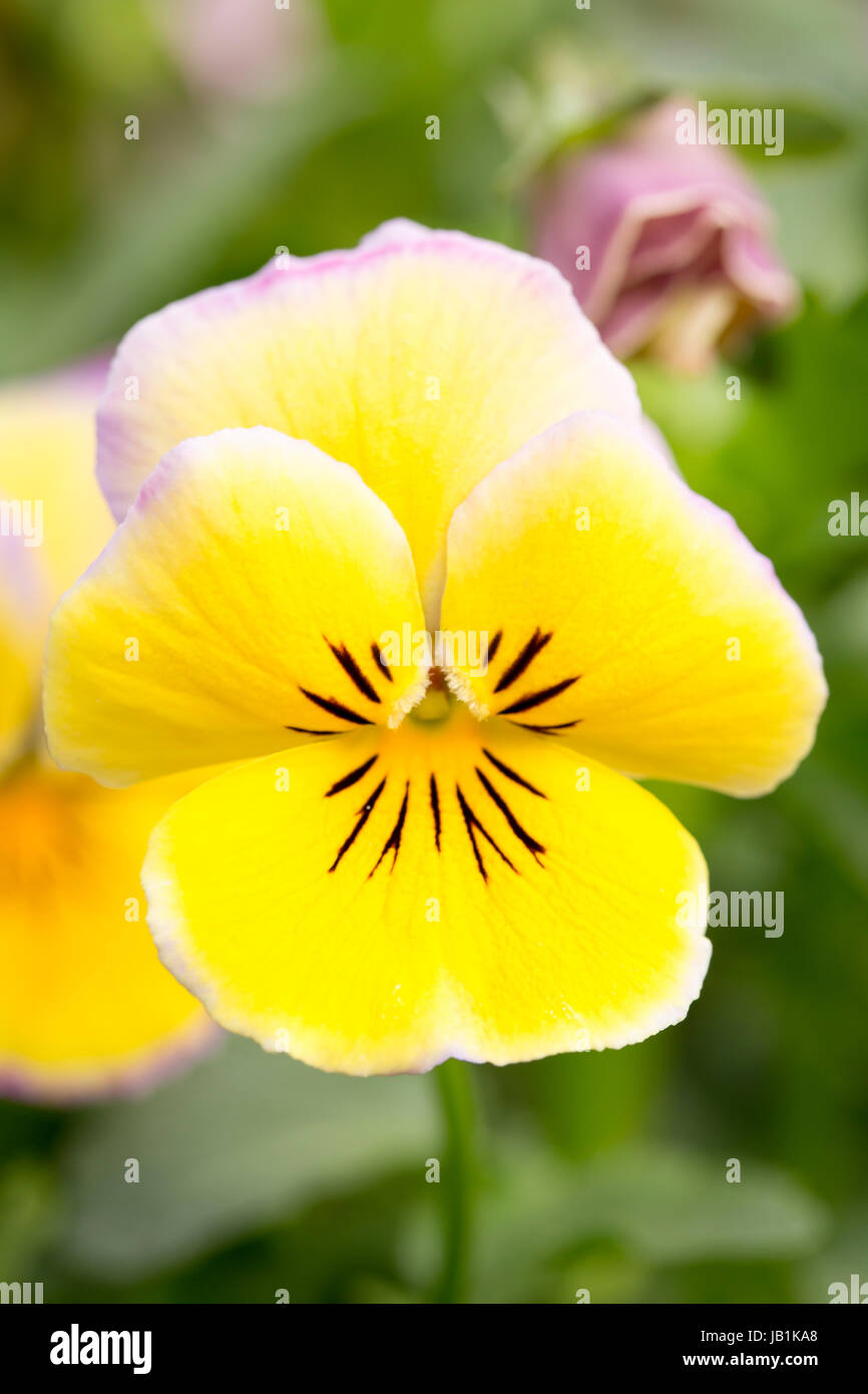 Floraison d'hiver Viola Banque D'Images