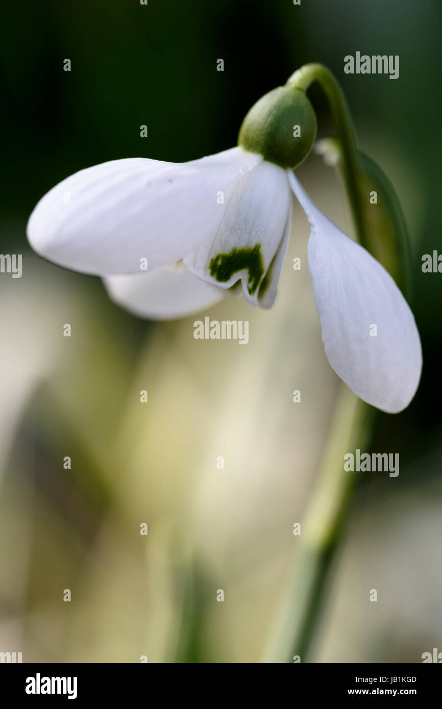 Galanthus 'Little Dorrit' Banque D'Images