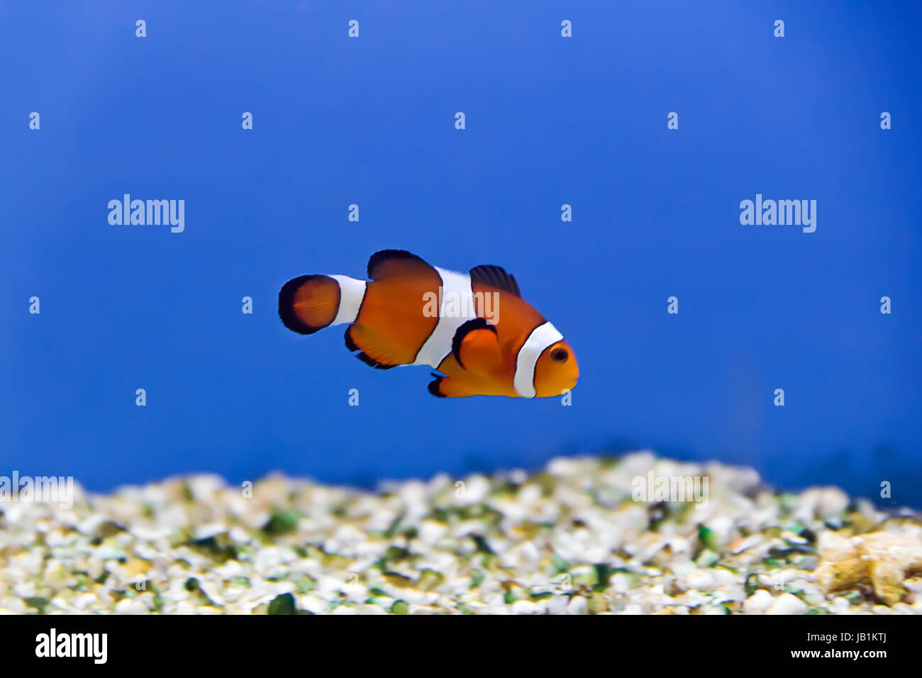 Image de poisson clown dans l'eau de l'aquarium Banque D'Images