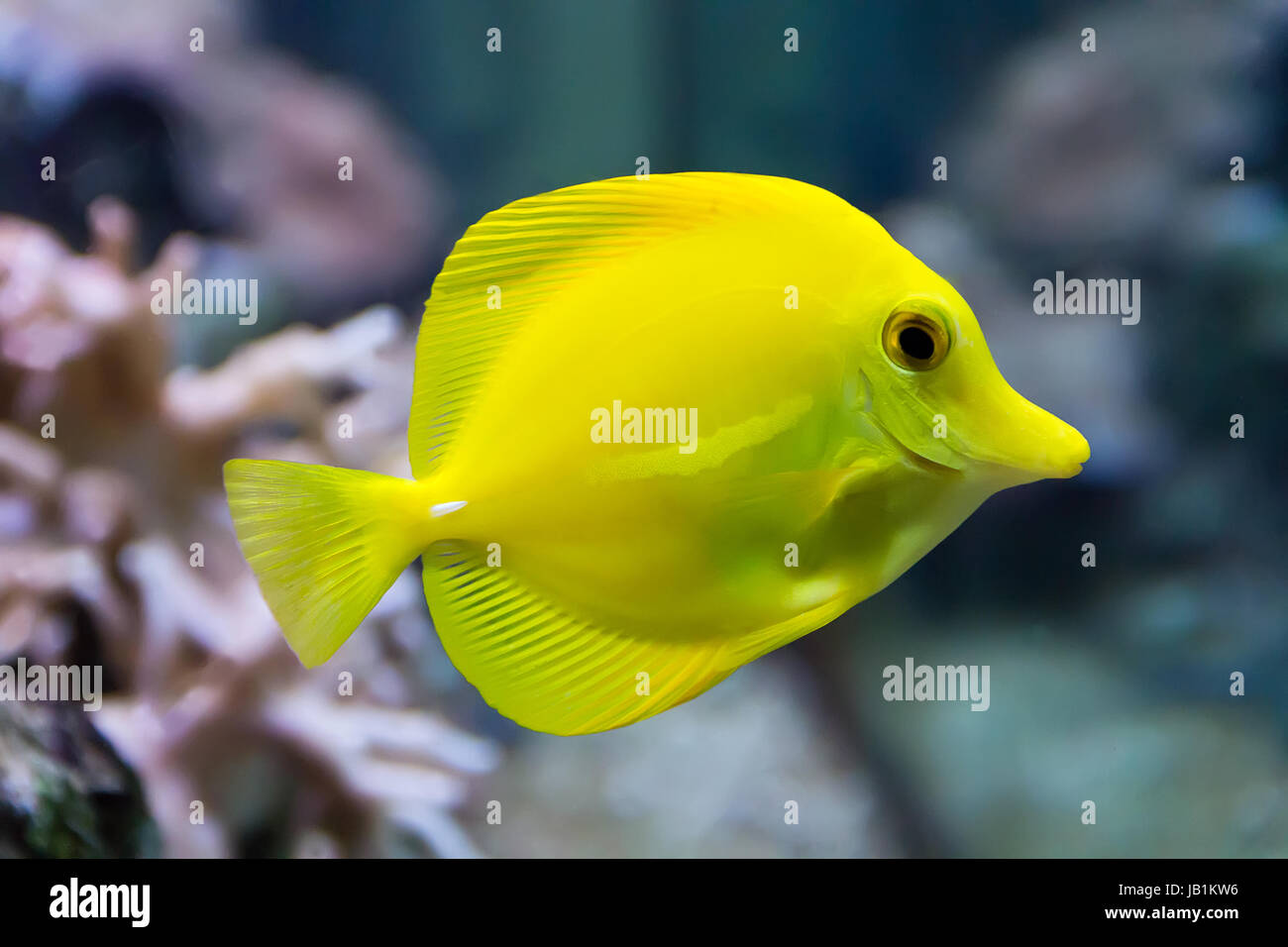 Image de poisson zebrasoma tang jaune dans l'aquarium Banque D'Images