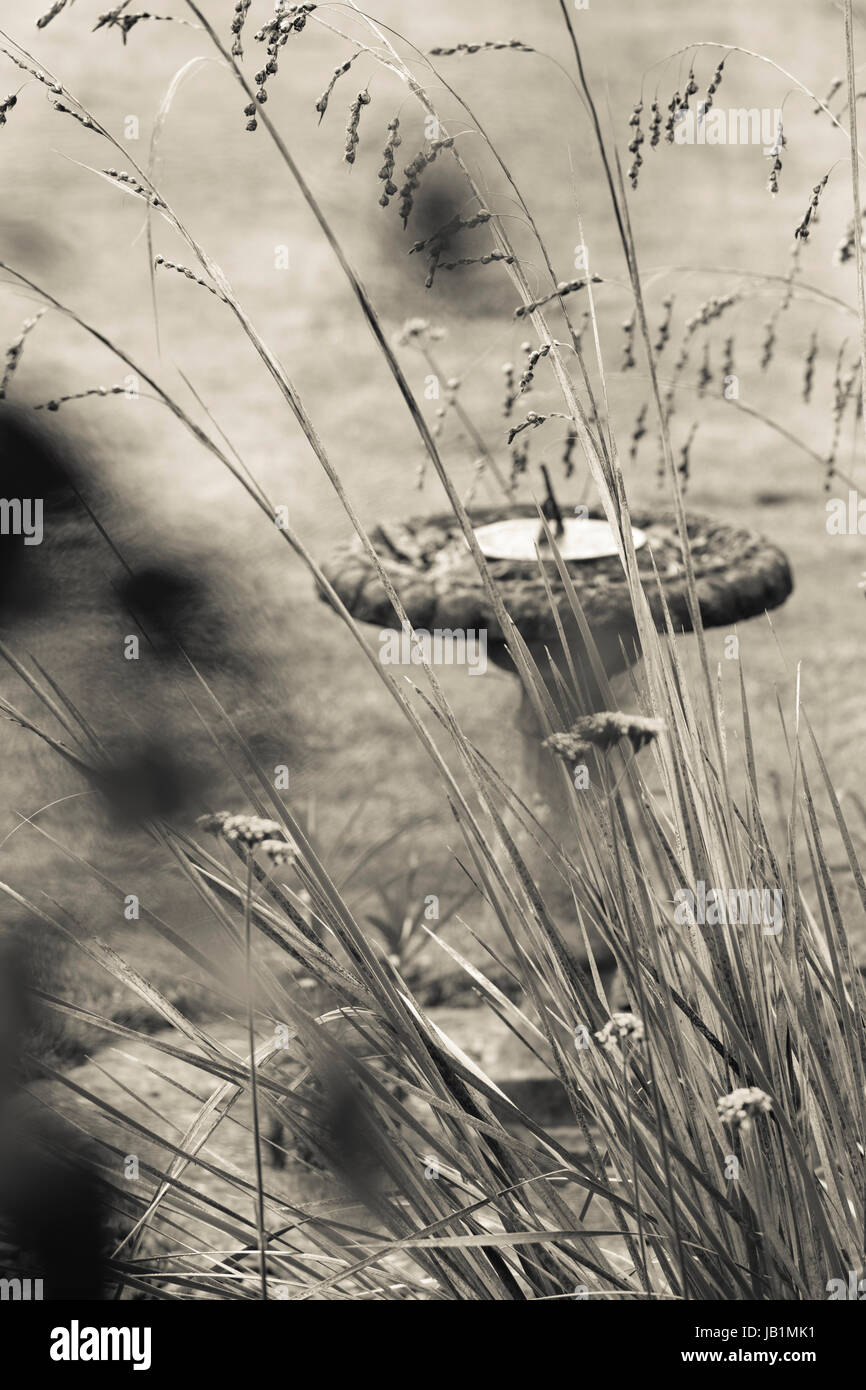 Petit jardin de cendres, Fenny Bridge, Devon. Jardin d'automne. Birbath Banque D'Images