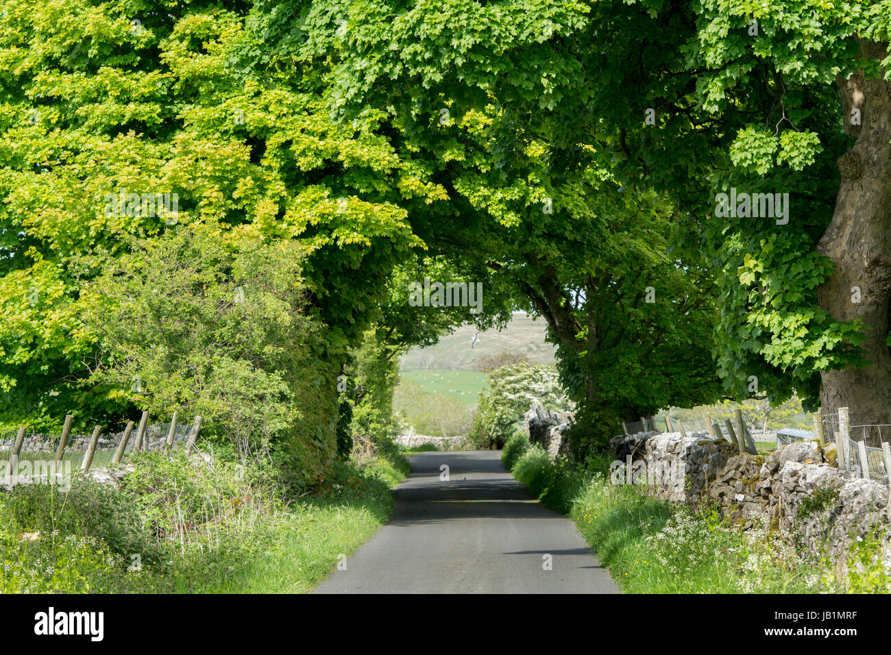 Seule piste rurales lane avec des arbres formant un tunnel par-dessus. Slaidburn, Lancashire, Royaume-Uni. Banque D'Images Seule piste rurales lane avec des arbres formant un tunnel par-dessus. Slaidburn, Lancashire, Royaume-Uni. Banque D'Images