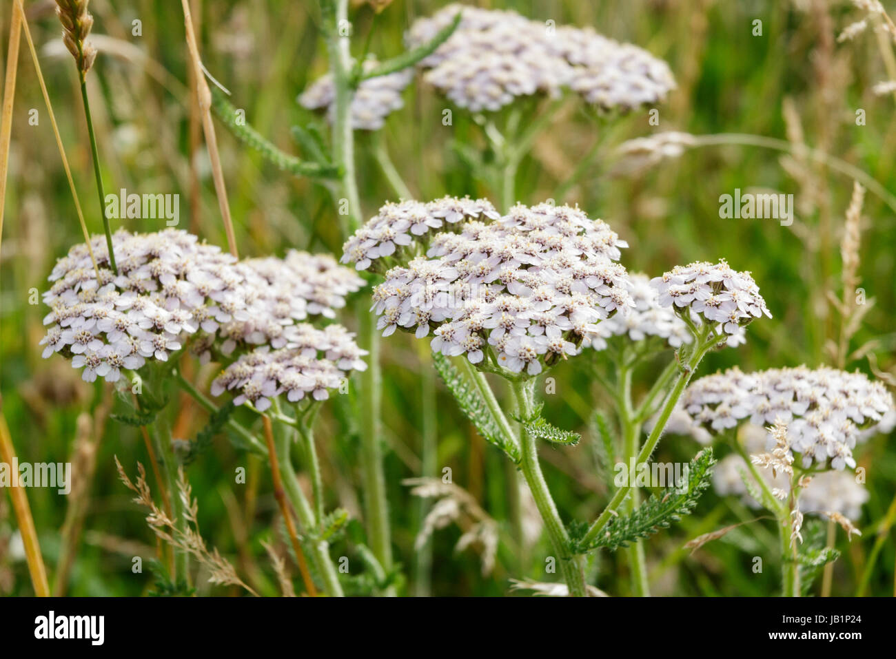 L'Achillea millefolium, l'Achillée Millefeuille Banque D'Images
