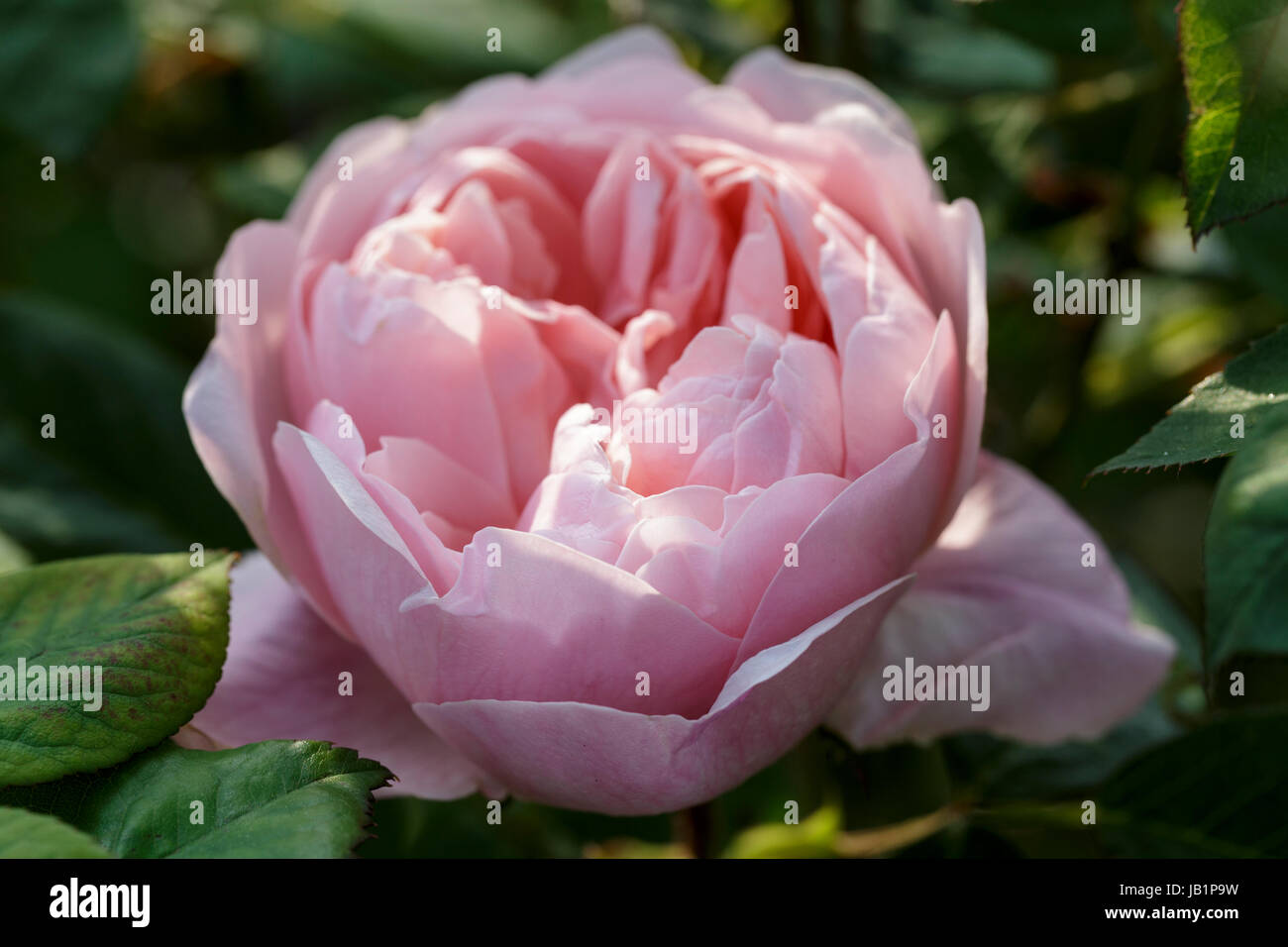 Rosa 'La Rose' Alnwick Banque D'Images