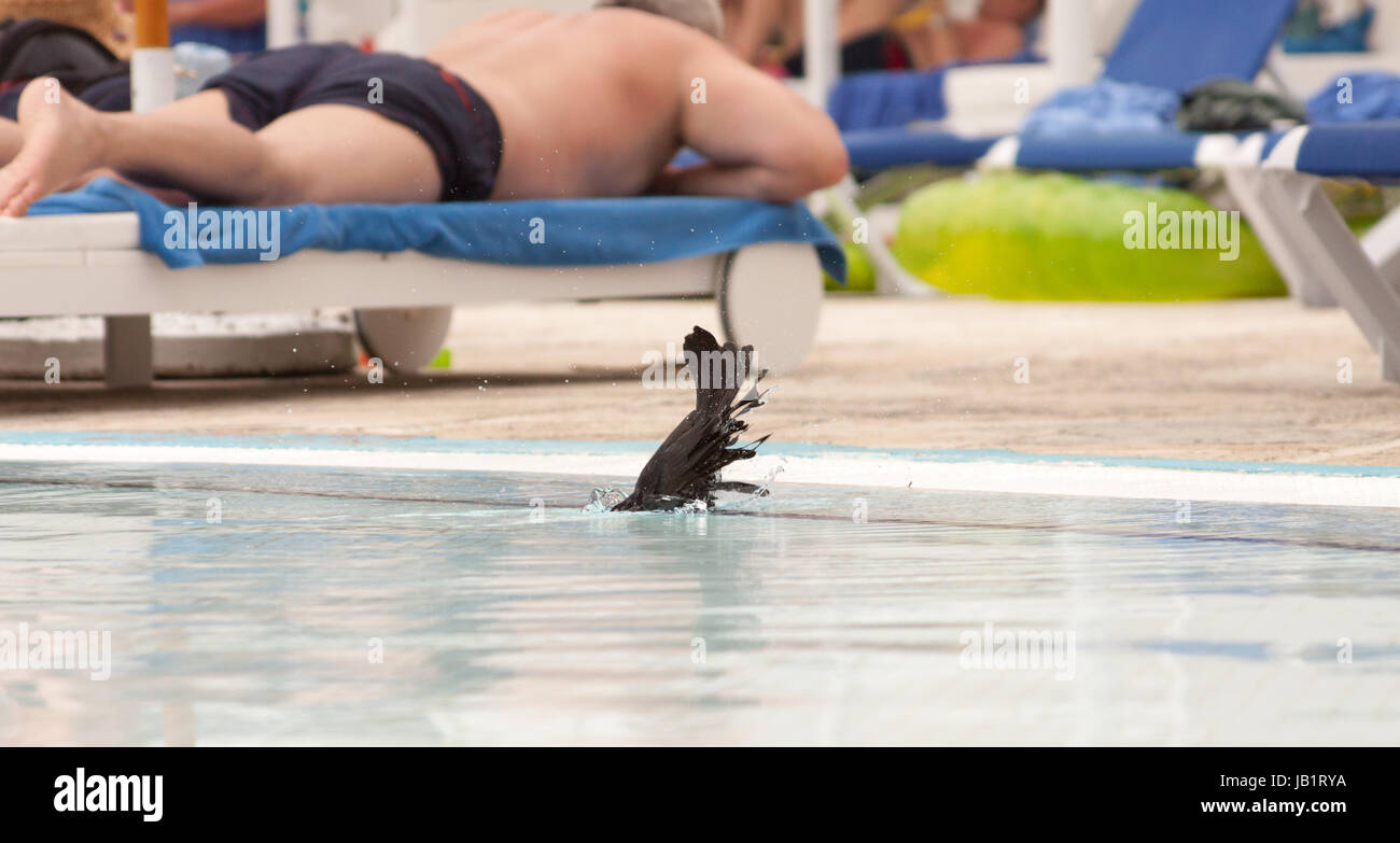 Blackbird cubain de Cayo Coco, Cuba Banque D'Images