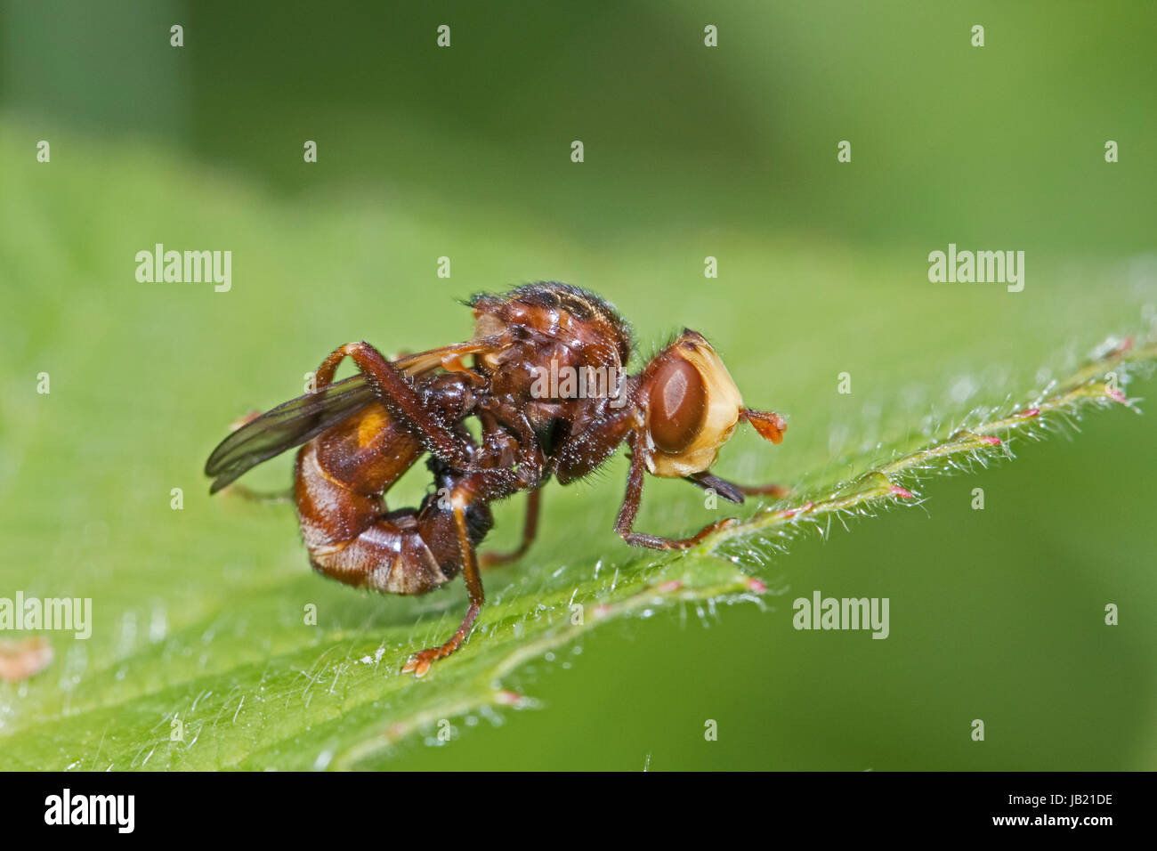 Voler à tête épaisse (Sicus ferrugineus) Banque D'Images