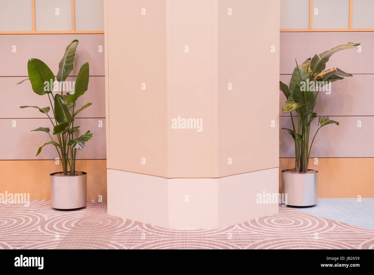 Les plantes en pots à l'intérieur vert sur un mur blanc Banque D'Images