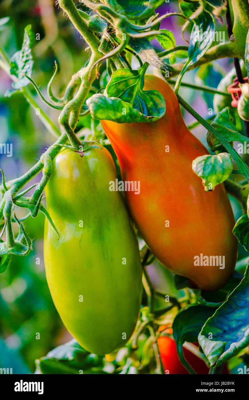 Poivrons rouges et verts dans la serre Banque D'Images