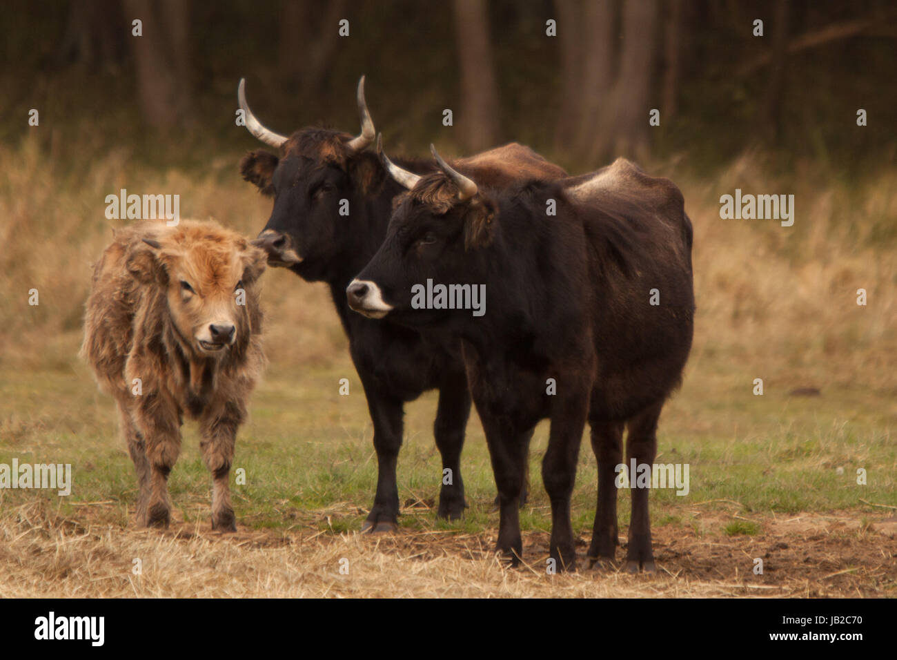 Mammal green Banque D'Images