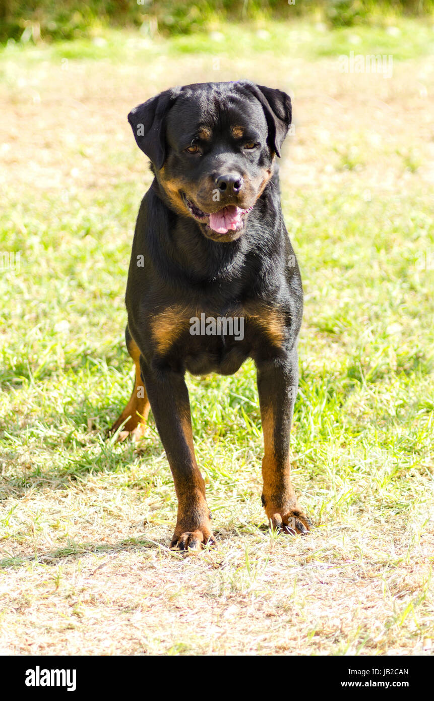 Un sain, robuste et fièrement à la queue de chien Rottweiler avec station debout sur l'herbe. Rotweillers sont bien connus pour être des chiens intelligents et très bons protecteurs. Banque D'Images
