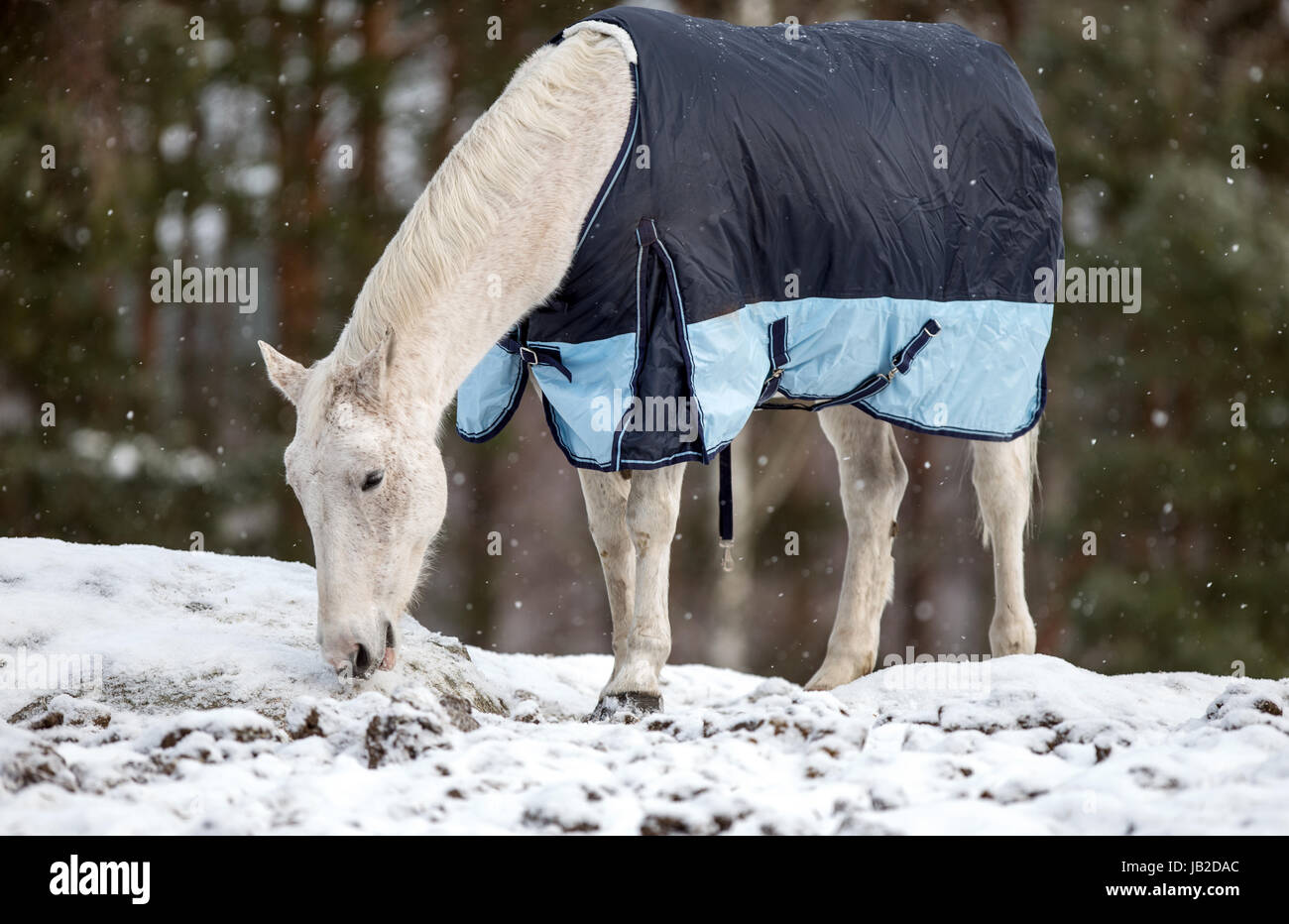 Cheval blanc dans le contrat cadre Banque D'Images