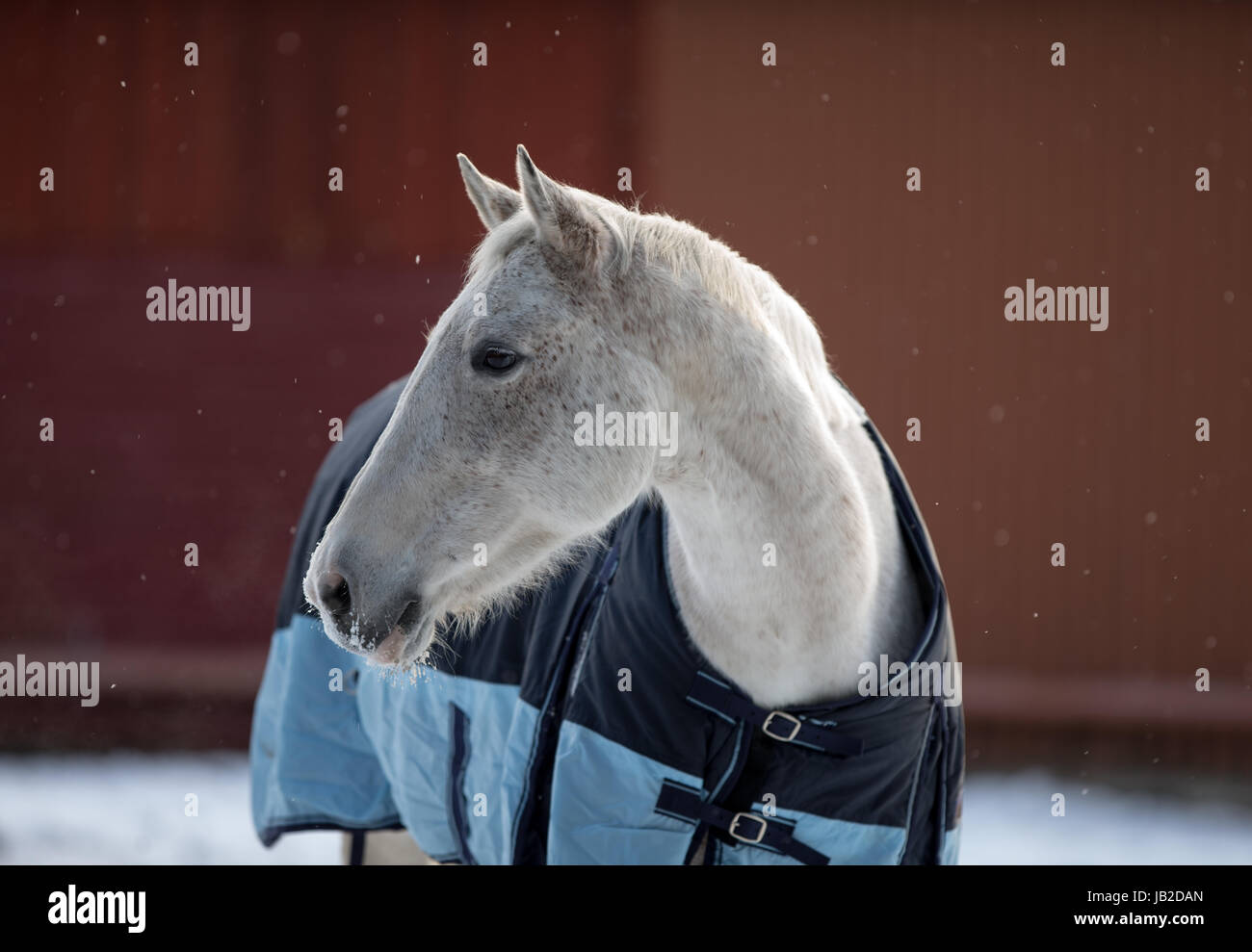 Cheval en hiver Banque D'Images