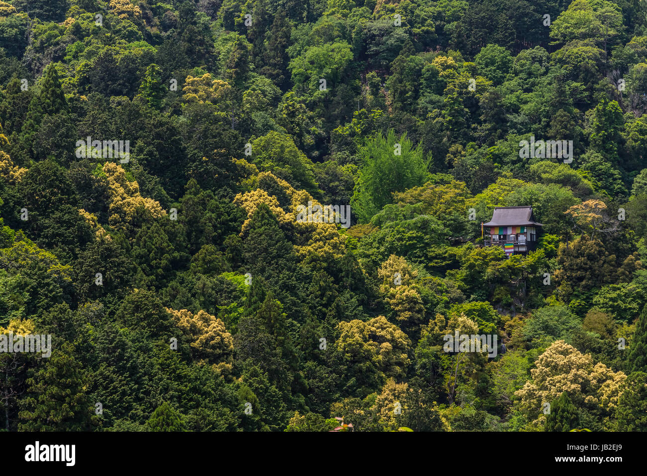 Forêt autour de Kyoto, au Japon. Banque D'Images