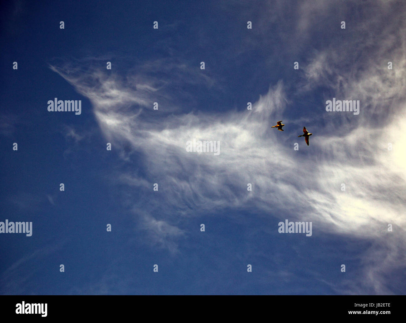 Pareidolia faciale ciel bleu avec des nuages blancs qui ressemblent à de gros oiseau cartoon vol Banque D'Images