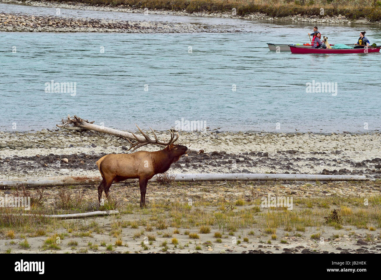 Un grand mâle adultes appelant le long de la rivière Athabasca bank dans le Parc National Jasper Alberta Canada tandis que les gens sont en canoë sur la rivière. Banque D'Images