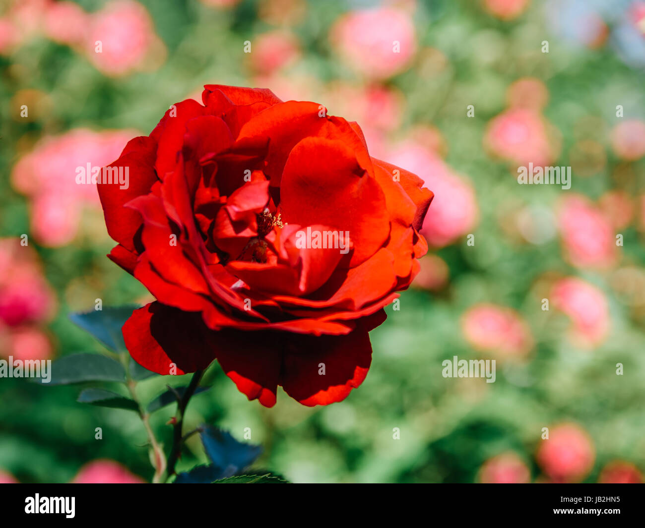 Belles roses rouges jardin en été Banque D'Images