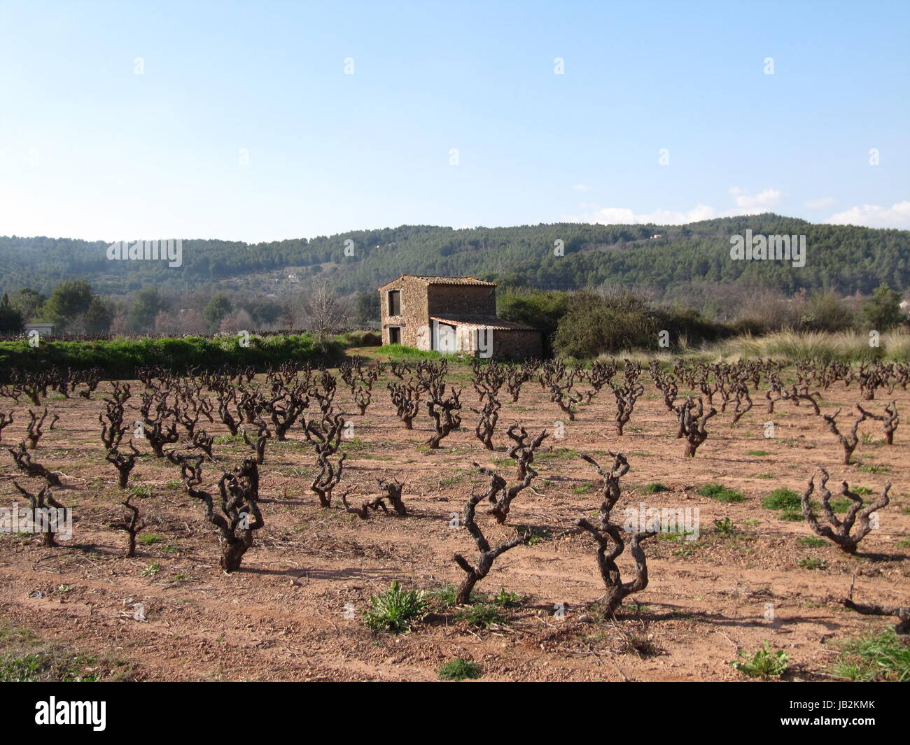 Vignes france Banque D'Images